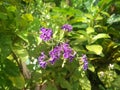 Duranta flowers and leaves in nature.