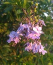 Duranta flowers. Duranta is the most common plant used as hedge.