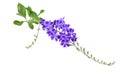 Duranta, Golden dewdrop, Pigeon berry on white backgrou