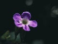 A purple duranta flower from my garden