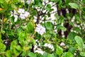 Duranta repens or Duranta erecta leaves closeup texture background, Common names include golden dewdrop, pigeon berry, and