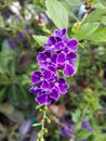 Duranta repens flower Royalty Free Stock Photo