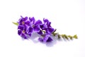 Duranta repens flower Royalty Free Stock Photo
