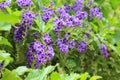 Duranta repens many beautiful purple flowers.