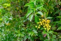 Duranta, Sky flower, Golden dew drop, Pigeon berry, Duranta repe Royalty Free Stock Photo