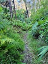 The Duras Lake Discovery Trail winding through spotted gum coastal forest ferns and cycads.