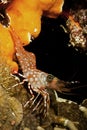 Durban Dancing Shrimp Rhynchocinetes durbanensis