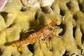 Durban Dancing Shrimp Rhynchocinetes durbanensis