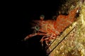 Durban Dancing Shrimp Rhynchocinetes durbanensis Royalty Free Stock Photo