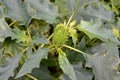 Durban Indian harmless Datura inoxia Mill., fruit and leaves