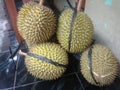 Duren fruit that is very loved by Indonesian citizens