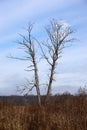 Dead Trees at White Farm, Connecticut Royalty Free Stock Photo