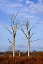 Dead Trees at White Farm, Connecticut Royalty Free Stock Photo