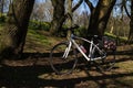 White ladies Specialized hybrid bike with drinks bottle and fashion Basil pannier in a woodland park with trees and daffodils in t