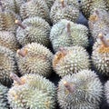 Durian fruit background Royalty Free Stock Photo