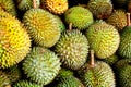 Durian Royalty Free Stock Photo