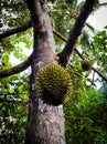 A durian is a controversial fruit, even though many people like it, but some just dont like it to smell it