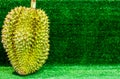 Durian, the Controversial King of Tropical Fruits