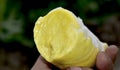 Durian is a delicious yellow fruit. It is a seasonal fruit. It is very popular to eat, Royalty Free Stock Photo