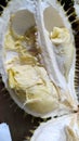 Durian or Duren...taste and smell affect the perception Royalty Free Stock Photo