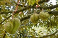 Durian ( Durio zibethinus ) King of fruits in tropical Royalty Free Stock Photo