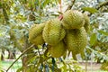 Durian ( Durio zibethinus ) King of fruits in tropical Royalty Free Stock Photo