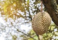 Durian Durio zibethinus king of tropical fruits hanging on brunch tree Royalty Free Stock Photo