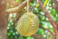 Durian Durio zibethinus king of tropical fruits hanging on brunch tree Royalty Free Stock Photo
