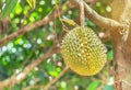 Durian Durio zibethinus king of tropical fruits hanging on brunch tree Royalty Free Stock Photo