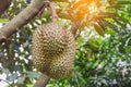 Durian Durio zibethinus king of tropical fruits hanging on brunch tree Royalty Free Stock Photo