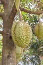 Durian Durio zibethinus king of tropical fruits hanging on brunch tree Royalty Free Stock Photo