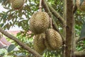 Durian Durio zibethinus king of tropical fruits hanging on brunch tree Royalty Free Stock Photo