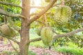 Durian Durio zibethinus king of tropical fruits hanging on brunch tree Royalty Free Stock Photo