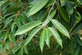 Green leaves of durian tree. Dicotyledon or dicot plants.