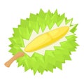 Durian exotic fruit icon, isometric style