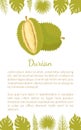 Durian Exotic Juicy Fruit Unusual Flavour and Text