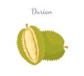 Durian Exotic Juicy Thailand Malaysia Fruit Icon