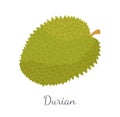 Durian Exotic Juicy Thailand Malaysia Fruit Icon