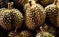 Durian, the famous and expensive fruit of Thailand, can be seen on the roadsides Royalty Free Stock Photo