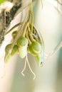 Iguana waiting to catch insects that eat the durian flower Royalty Free Stock Photo