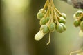 The durian flower is bloominng on tree