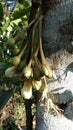 Durian flower