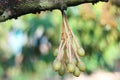 Durian flower and water from garden sprinkler