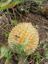 durian in the forest Royalty Free Stock Photo
