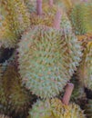 Durian in Fresh Market
