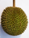 Durian fruit Royalty Free Stock Photo