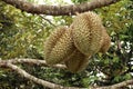 Durian fruit