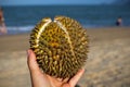 Durian fruit with beach background in Thailand