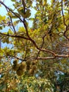durian fruit among brown, yellow and green leaves on a tree Royalty Free Stock Photo