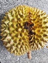 Durian fruit damage from fruit borer Royalty Free Stock Photo